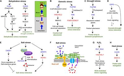 Signaling Peptides Regulating Abiotic Stress Responses in Plants